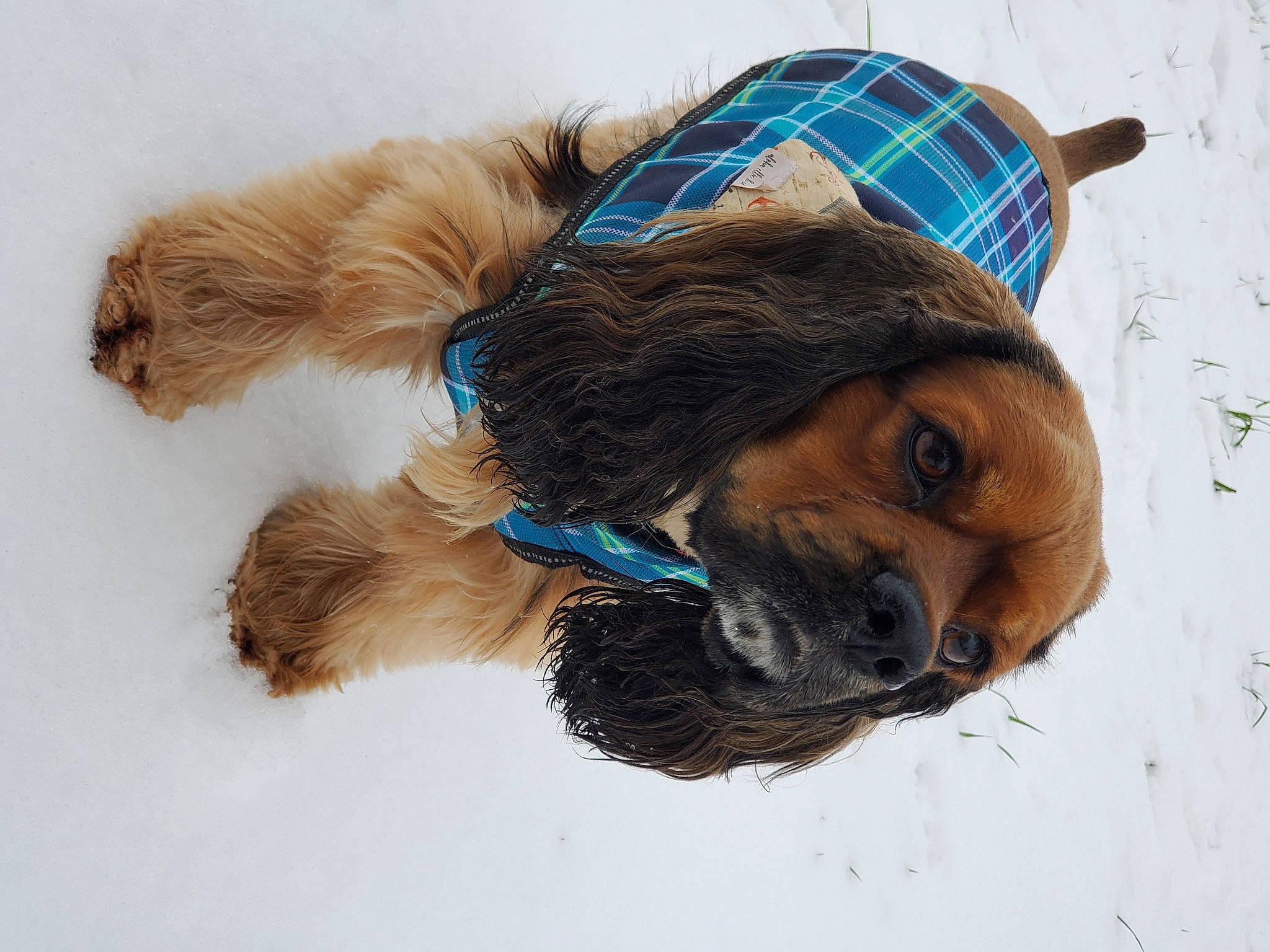 Benjamin joined the competition — help win amazing prizes! carnivore, collar, companion_dog, dog, dog_breed, dog_clothes, dog_collar, dog_supply, eyewear, fashion_accessory, fawn, hat, headgear, leash, liver, pet_supply, snout, snow, winter, working_animal
