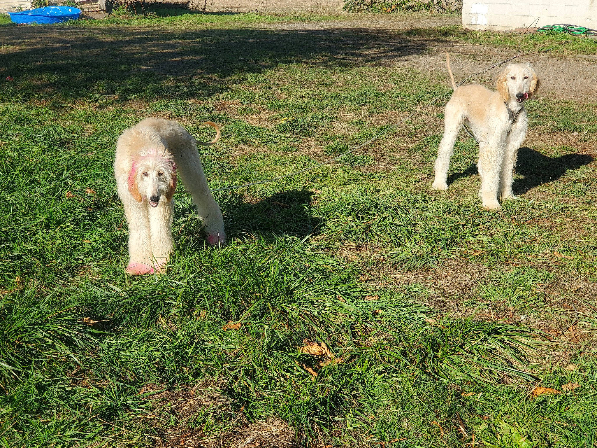 Abigail is registered to the contest to win money with this photo: _geese_and_swans, beak, companion_dog, dog, dog_breed, ducks, grass, grassland, groundcover, livestock, meadow, pasture, people_in_nature, plant, seabird, sporting_group, tail, terrestrial_animal, tree, water_bird