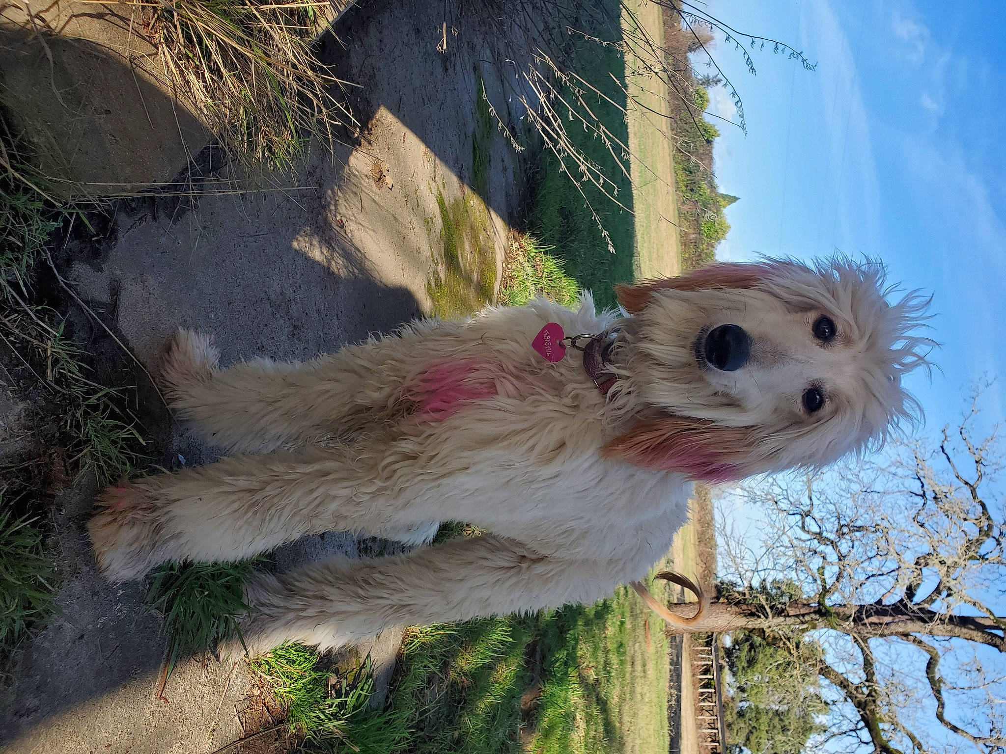 Abigail joined the competition — help win amazing prizes! building, carnivore, cloud, companion_dog, dog, dog_breed, eye, fawn, fur, grass, marsupial, palm_tree, plant, rodent, sky, snout, tree, trunk, whiskers, wood