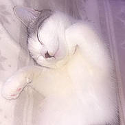 Volt participe au concours pour gagner de l'argent avec cette photo : cat, sleeping, white, grey, fur, paw, pink_paw, cute, pet, animal, cozy, blanket, resting, indoor, closeup, feline, peaceful, adorable, soft, cute_pet