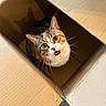 animal, box, calico_cat, cardboard_box, cat, curious, cute, domestic_animal, ears, eyes, feline, fur, indoor, looking_up, mouth, open_mouth, pet, playful, shadow, whiskers