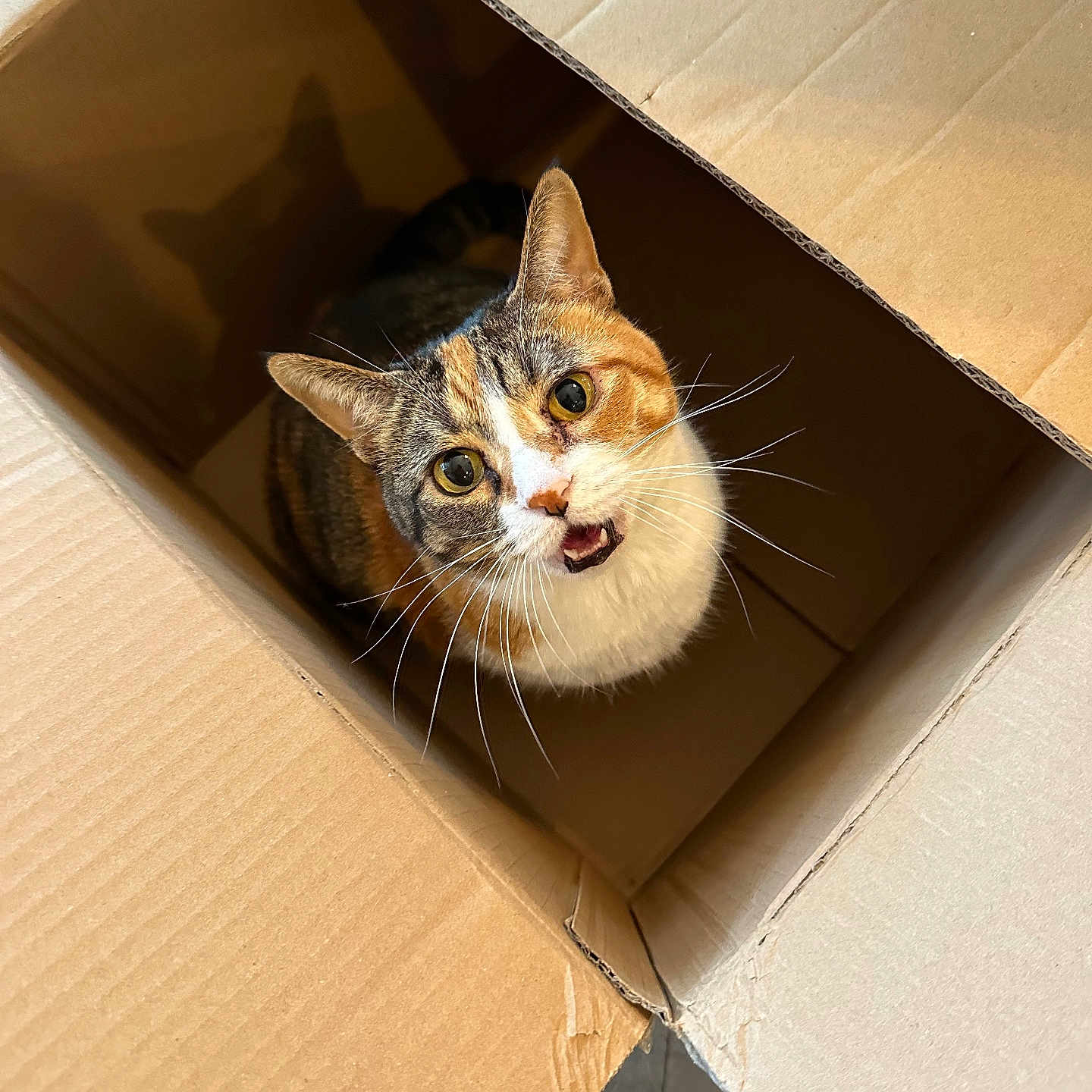 Callie joined the competition — help win amazing prizes! animal, box, calico_cat, cardboard_box, cat, curious, cute, domestic_animal, ears, eyes, feline, fur, indoor, looking_up, mouth, open_mouth, pet, playful, shadow, whiskers