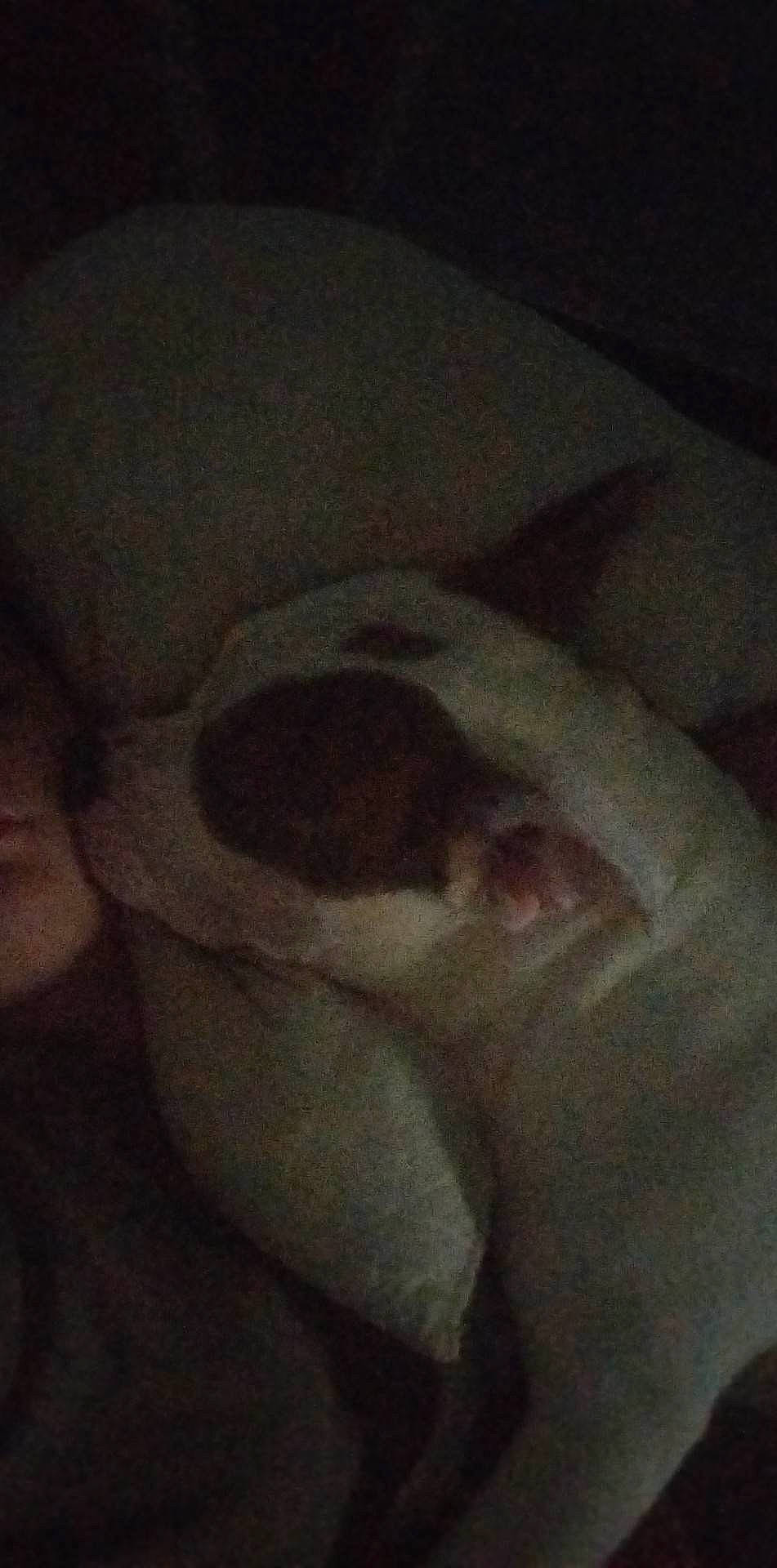 Bully participe au concours pour gagner de l'argent avec cette photo : canidae, carnivore, cloud, comfort, companion_dog, darkness, dog_breed, fawn, felidae, flesh, fur, linens, nap, non_sporting_group, paw, small_to_medium_sized_cats, snout, sporting_group, tail, whiskers