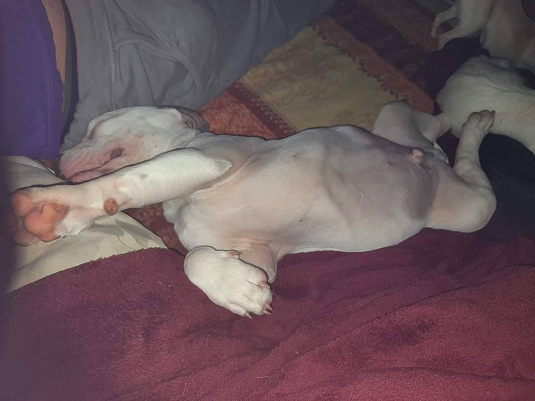 Bully a rejoint le concours — aidez-le/la à gagner de superbes lots ! carnivore, comfort, companion_dog, dog, dog_breed, fawn, guard_dog, non_sporting_group, paw, sporting_group, tail, terrestrial_animal, toy_dog, working_animal