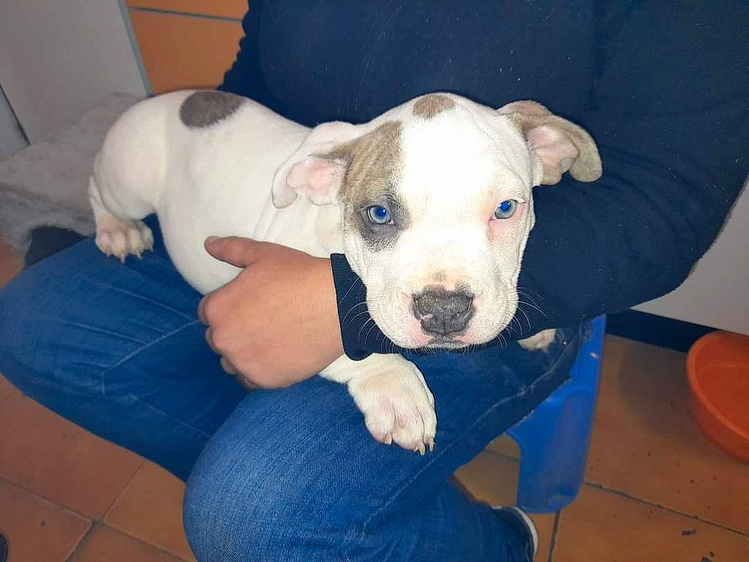 Bully participe au concours pour gagner de l'argent avec cette photo : canidae, carnivore, comfort, companion_dog, dog, dog_breed, fawn, non_sporting_group, pet_supply, puppy, snout, sporting_group, terrestrial_animal, working_animal