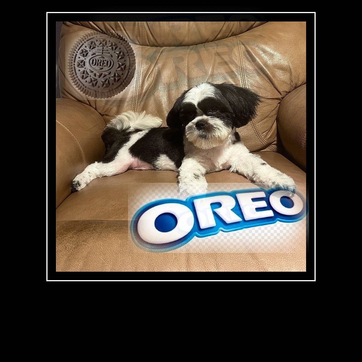 Oreo is registered to the contest to win money with this photo: advertising, brand, canidae, carnivore, comfort_food, companion_dog, dog, dog_breed, font, graphics, logo, paw, pet_supply, photo_caption, recipe, rectangle, sporting_group, square, toy_dog, world