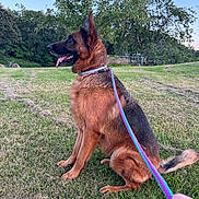 Rosy participe au concours pour gagner de l'argent avec cette photo : animal, black_fur, blue_sky, brown_fur, collar, dog, german_shepherd, grass, hand, leash, open_mouth, outdoors, park, pet, pointed_ears, rainbow_leash, sitting, tail, tongue, trees