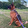 animal, black_fur, blue_sky, brown_fur, collar, dog, german_shepherd, grass, hand, leash, open_mouth, outdoors, park, pet, pointed_ears, rainbow_leash, sitting, tail, tongue, trees