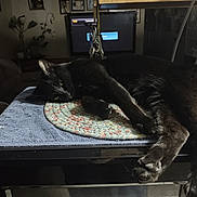 Brite Eyes joined the competition — help win amazing prizes! animal, black_cat, cat, couch, cozy, domestic_animal, fur, furniture, indoor, living_room, mat, paw, pet, plant, relaxing, resting, table, television, towel, window