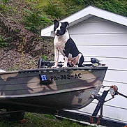 Brutus Reynolds joined the competition — help win amazing prizes! dog, boat, camouflage, trailer, grass, building, white_wall, hill, outdoor, pet, canine, animal, nature, yard, sitting, black_and_white, adventure, quiet, daytime, vehicle