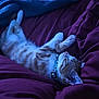 cat, kitten, sleeping, ginger_cat, white_paws, collar, bed, blanket, purple_blanket, blue_blanket, indoor, pet, fur, relaxing, cute, cozy, domestic_cat, whiskers, paw, resting