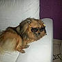 Tobby a rejoint le concours — aidez-le/la à gagner de superbes lots ! dog, sunglasses, fluffy, couch, indoor, pet, fur, relaxed, brown, small_dog, accessory, animal, household, cute, domestic, companion, sitting, funny, casual, portrait