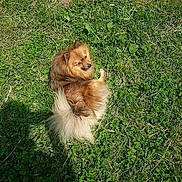 Tobby a rejoint le concours — aidez-le/la à gagner de superbes lots ! dog, grass, outdoor, pet, fluffy, brown_fur, greenery, sunlight, animal, canine, nature, curious, looking_back, fur, small_dog, park, relaxed, daylight, shadow, cute