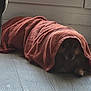 Tobby participe au concours pour gagner de l'argent avec cette photo : dog, towel, indoor, floor, window, pet, animal, cozy, hiding, curious, brown, wooden_floor, light, home, blanket, covered, resting, quiet, cute, small