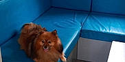 Tobby participe au concours pour gagner de l'argent avec cette photo : dog, pomeranian, pet, blue_bench, interior, room, curtain, floor, table, happy, tongue_out, fur, small_dog, corner_seating, indoor, relaxing, cozy, window, colorful, domestic