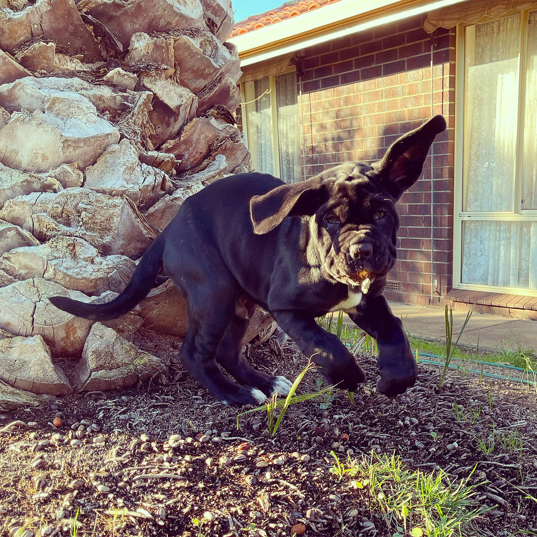 Murphy is registered to the contest to win money with this photo: carnivore, companion_dog, dog, dog_breed, dog_collar, fawn, felidae, grass, liver, mammal, monument, plant, sculpture, snout, tail, terrestrial_animal, tints_and_shades, toy_dog, window, working_animal