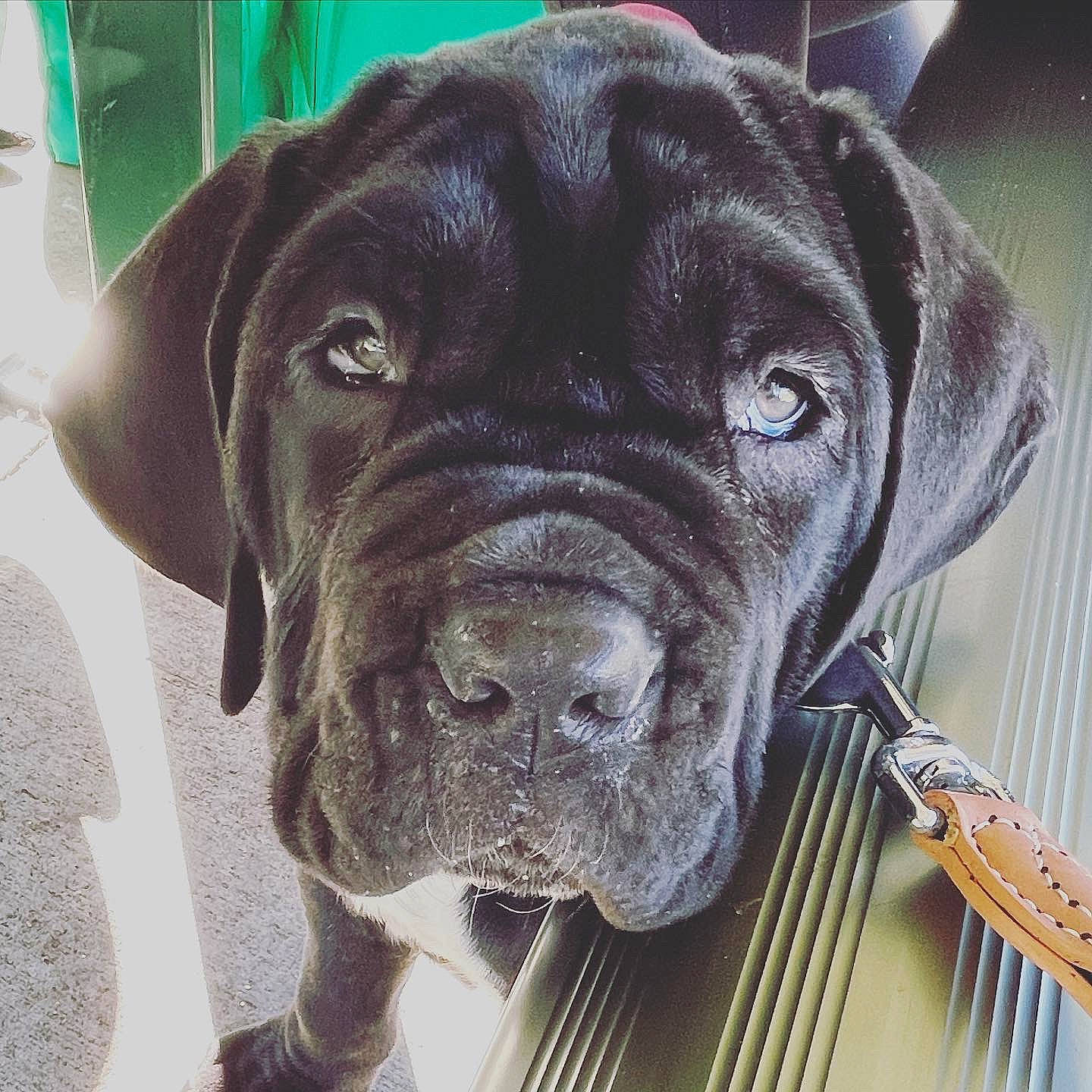 Murphy is registered to the contest to win money with this photo: borador, carnivore, collar, companion_dog, composite_material, dog, dog_breed, dog_collar, fur, giant_dog_breed, hunting_dog, liver, metal, snout, sporting_group, whiskers, working_animal, working_dog