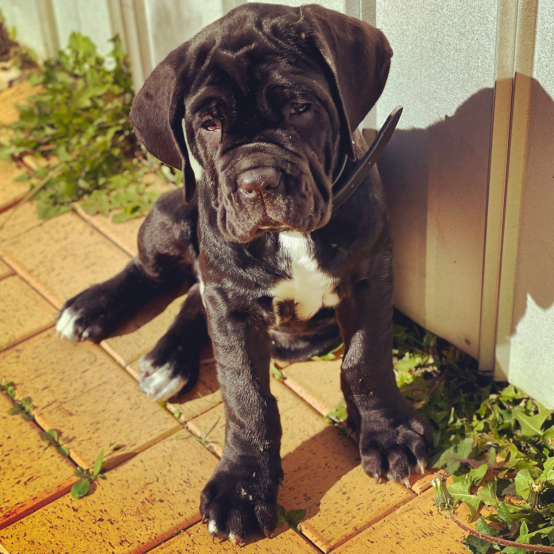 Murphy is registered to the contest to win money with this photo: borador, canidae, carnivore, companion_dog, dog, dog_breed, dog_collar, fawn, fur, grass, liver, molosser, pet_supply, plant, snout, sporting_group, tail, terrestrial_animal, working_animal, working_dog