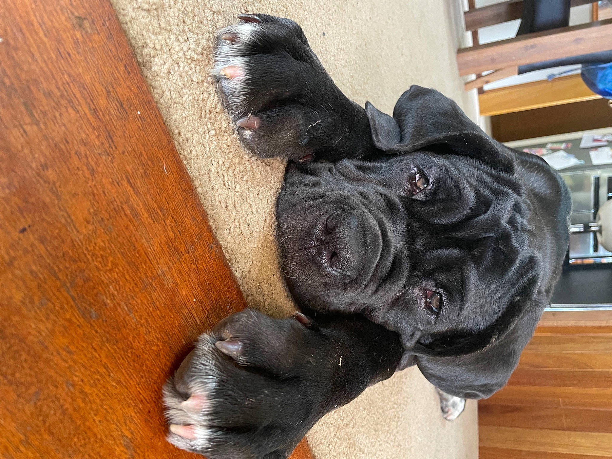 Murphy joined the competition — help win amazing prizes! canidae, carnivore, companion_dog, dog_breed, ear, fawn, flooring, fur, hardwood, liver, plank, snout, sporting_group, tail, varnish, wood, wood_stain, wool, working_animal, wrinkle