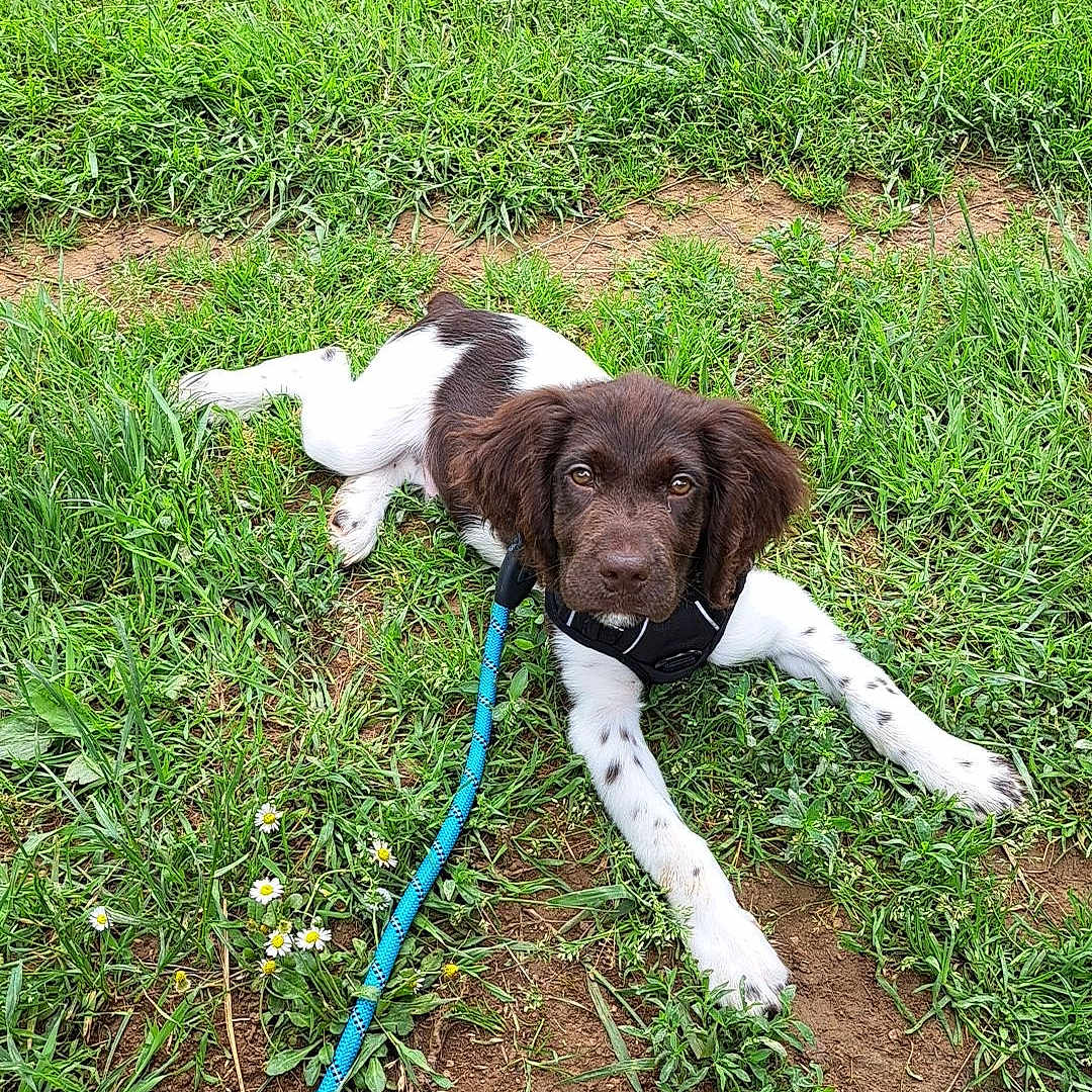 Vérone a rejoint le concours — aidez-le/la à gagner de superbes lots ! accessories, animal, canine, dog, face, grass, head, herbal, herbs, hound, leash, outdoors, person, pet, photography, plant, portrait, puppy, soil, strap