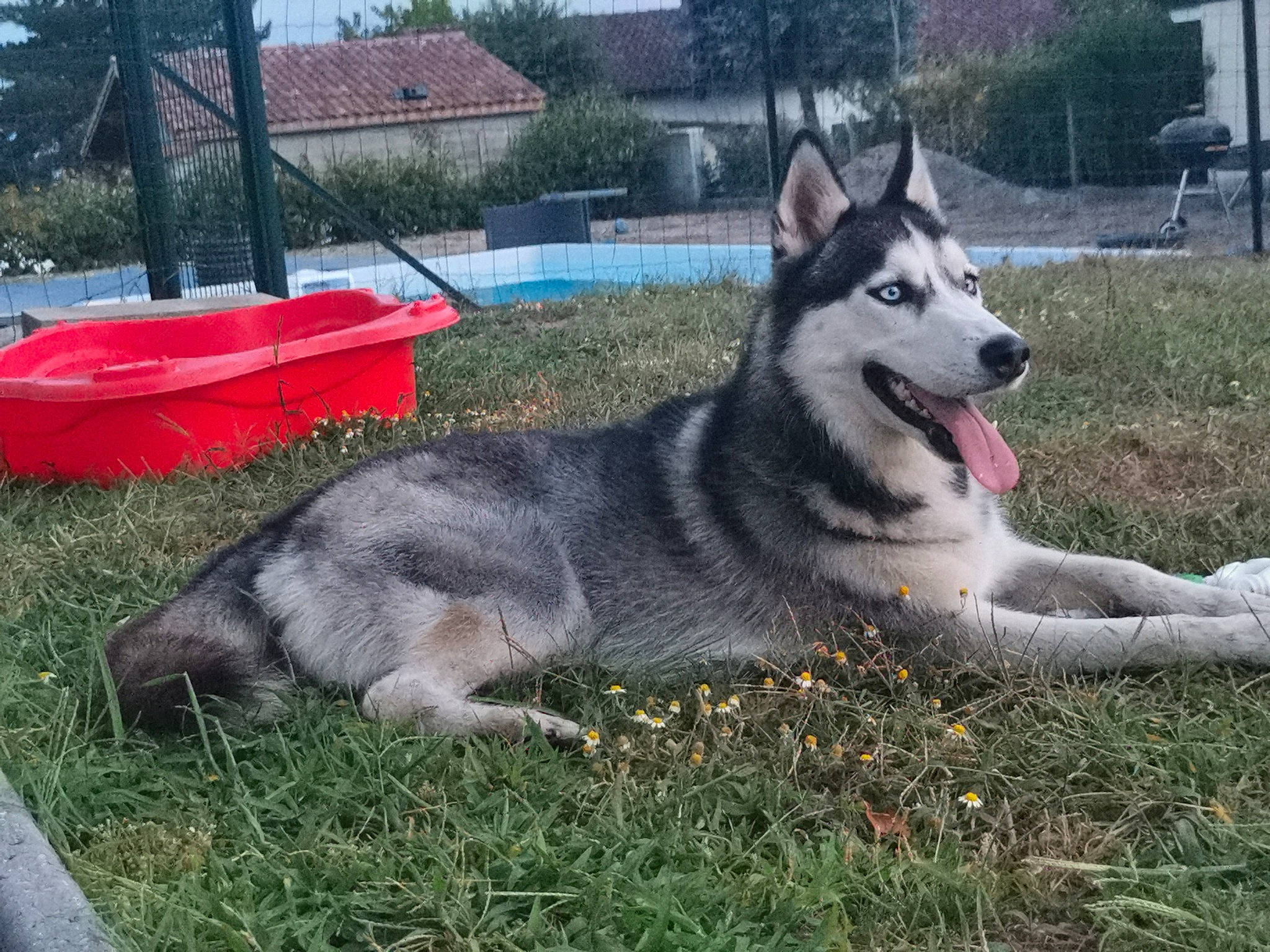 Octavia participe au concours pour gagner de l'argent avec cette photo : ancient_dog_breeds, canidae, carnivore, collar, companion_dog, dog, dog_breed, dog_supply, fur, grass, plant, recreation, sky, sled_dog, snout, sporting_group, terrestrial_animal, tree, working_animal, working_dog