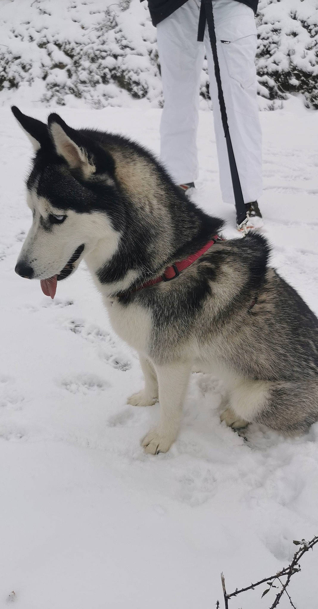 Octavia a rejoint le concours — aidez-le/la à gagner de superbes lots ! ancient_dog_breeds, art, canidae, canis, carnivore, dog, dog_breed, fur, pet_supply, recreation, siberian_husky, sled_dog, snow, sporting_group, vehicle, winter, wolf, working_animal, working_dog