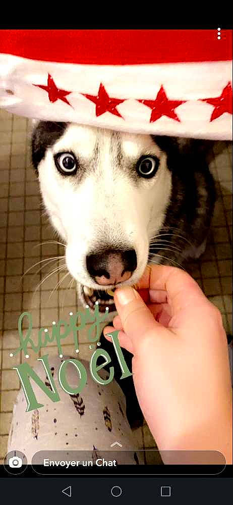 Octavia participe au concours pour gagner de l'argent avec cette photo : canidae, cap, carnivore, companion_dog, dog, dog_breed, dog_supply, fawn, fur, fur_clothing, happy, herding_dog, nail, photo_caption, siberian_husky, sled_dog, snout, sporting_group, whiskers, working_animal