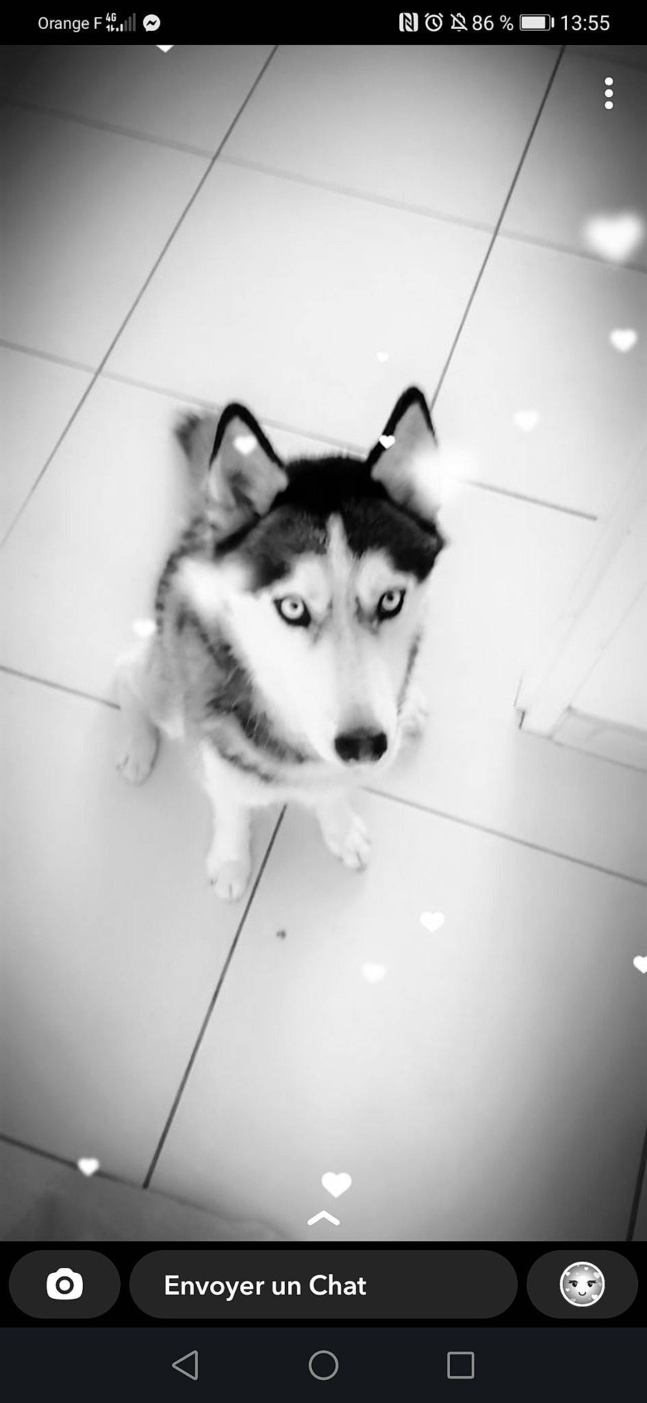 Octavia participe au concours pour gagner de l'argent avec cette photo : art, black_and_white, canidae, canis, carnivore, dog, dog_breed, flash_photography, fur, grey, head, monochrome, monochrome_photography, room, sled_dog, snout, style, symmetry, whiskers, wood