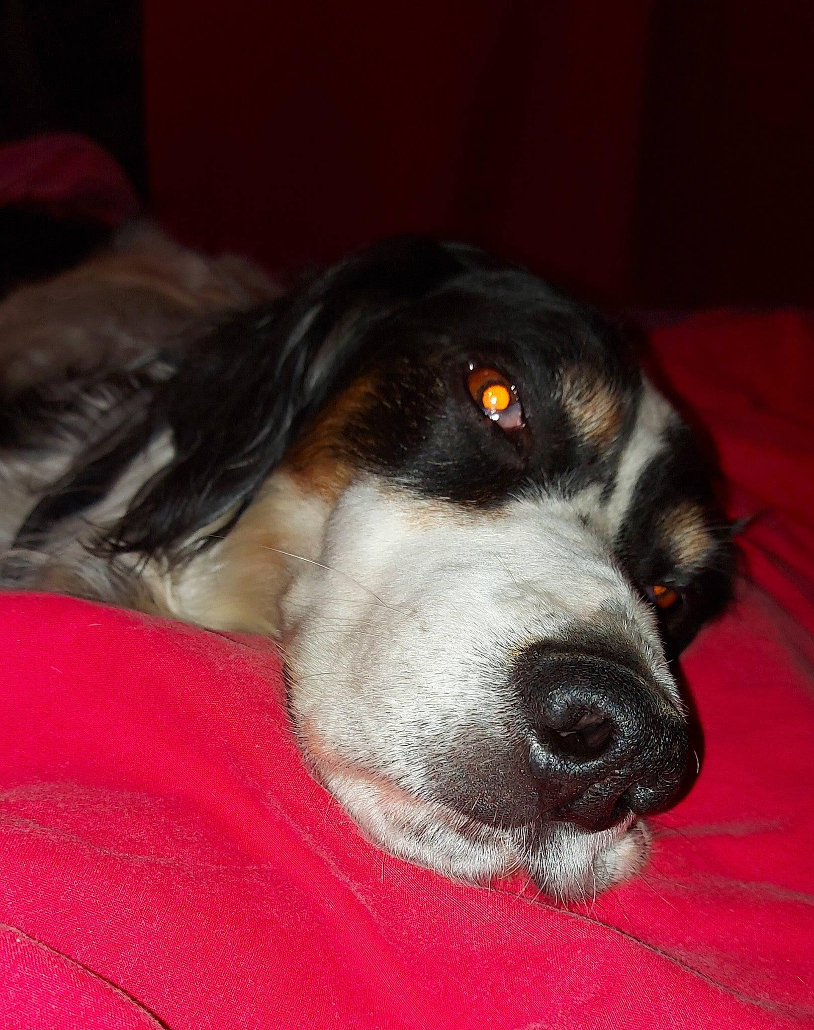 Filou participe au concours pour gagner de l'argent avec cette photo : bored, canidae, carnivore, comfort, companion_dog, dog, dog_breed, fur, gun_dog, snout, sporting_group, terrestrial_animal, whiskers, working_animal, working_dog