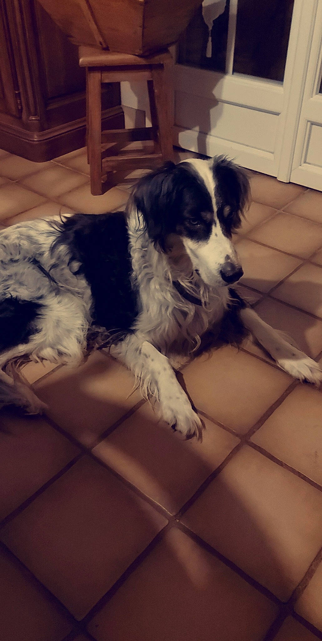 Filou participe au concours pour gagner de l'argent avec cette photo : bored, canidae, carnivore, chair, companion_dog, dog, dog_breed, door, floor, flooring, fur, gun_dog, herding_dog, snout, spaniel, sporting_group, square, wood, working_animal, working_dog