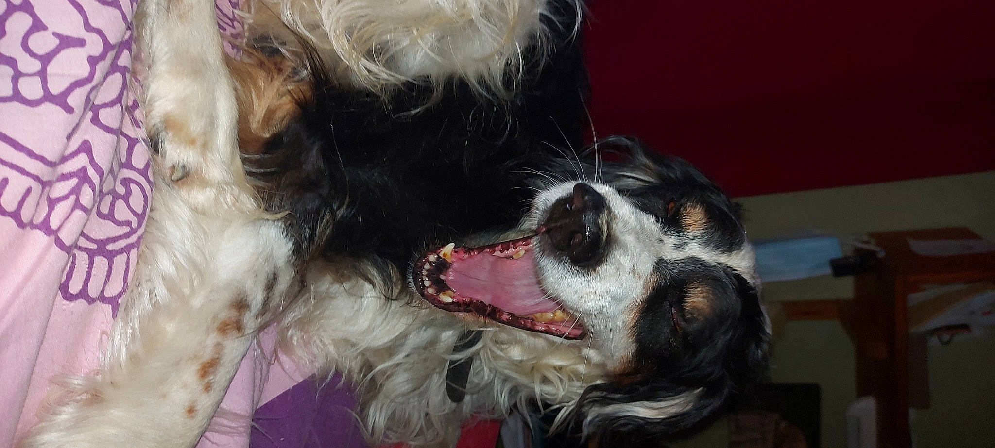 Filou a rejoint le concours — aidez-le/la à gagner de superbes lots ! canidae, carnivore, collar, companion_dog, dog, dog_breed, dog_collar, ear, fang, fur, jaw, liver, paw, snout, spaniel, sporting_group, tongue, whiskers, working_animal, yawn