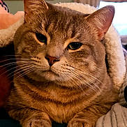 Meatball joined the competition — help win amazing prizes! cat, tabby, pet, animal, whiskers, ears, paws, fur, sleepy, cozy, blanket, indoor, closeup, relaxed, cute, mammal, domestic, feline, resting, portrait