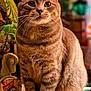 Meatball is registered to the contest to win money with this photo: cat, tabby_cat, indoor, pet, animal, feline, whiskers, fur, ears, eyes, table, decor, figurine, vintage_photo, plant, blurred_background, cozy, domestic, sitting, closeup