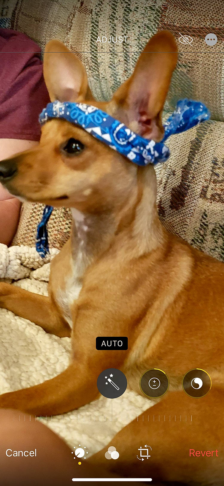 Bella joined the competition — help win amazing prizes! blue, canidae, carnivore, collar, companion_dog, costume_hat, deer, dog, dog_breed, dog_supply, event, fawn, fur, jewellery, pet_supply, photo_caption, snout, sporting_group, terrestrial_animal, working_animal
