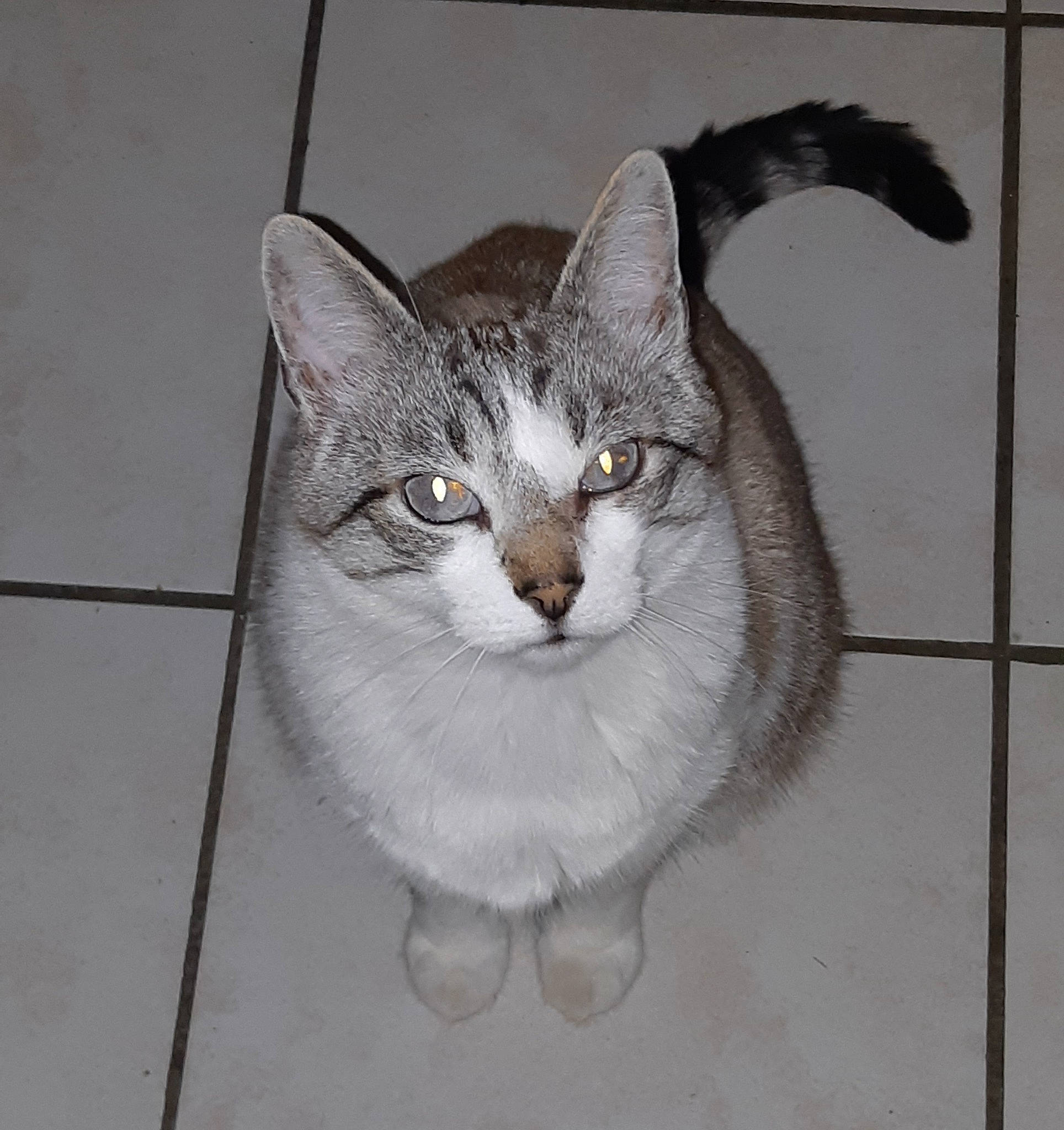 Jerry a rejoint le concours — aidez-le/la à gagner de superbes lots ! art, carnivore, cat, domestic_short_haired_cat, door, drawing, felidae, fur, grey, illustration, monochrome, paw, small_to_medium_sized_cats, snout, tail, visual_arts, whiskers, window