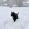 backyard, black_cat, cat, cold, curiosity, feline, fresh_snow, house, outdoors, paws, pet, playful, portrait, snow, snowfall, suburb, trees, tuxedo_cat, whiskers, winter