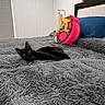 Aura is registered to the contest to win money with this photo: bed, bedroom, black_cat, blanket, cat, character_pillow, cozy, fur_texture, furry_blanket, headboard, indoor, lamp, lounging, pet, pillow, pink_pillow, princess_pillow, soft_bedspread, wall_paneling, window_blinds