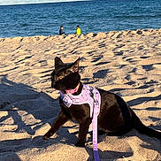 Aura is registered to the contest to win money with this photo: beach, black_cat, cat, coast, feline, harness, horizon, leash, ocean, outdoor, pet, sand, sea, shadow, sitting, sky, sunlight, two_people, vacation, waves