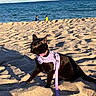 beach, black_cat, cat, coast, feline, harness, horizon, leash, ocean, outdoor, pet, sand, sea, shadow, sitting, sky, sunlight, two_people, vacation, waves