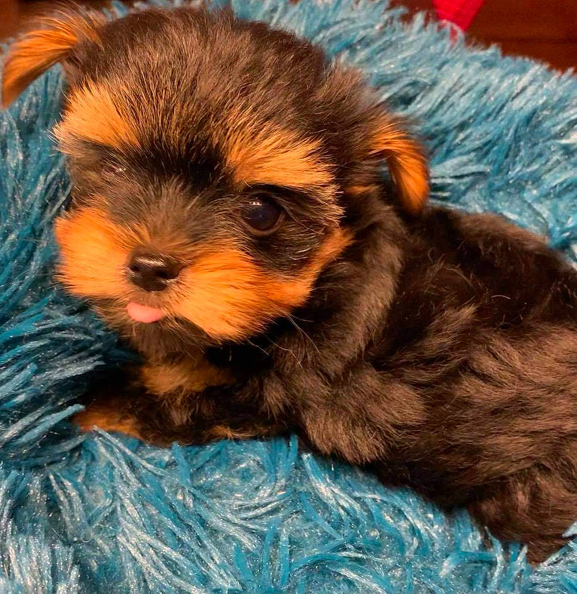 Peanut a rejoint le concours — aidez-le/la à gagner de superbes lots ! canidae, carnivore, companion_dog, dog, dog_breed, electric_blue, fawn, fur, liver, paw, small_terrier, snout, sporting_group, tail, terrestrial_animal, terrier, toy, toy_dog, whiskers, working_animal