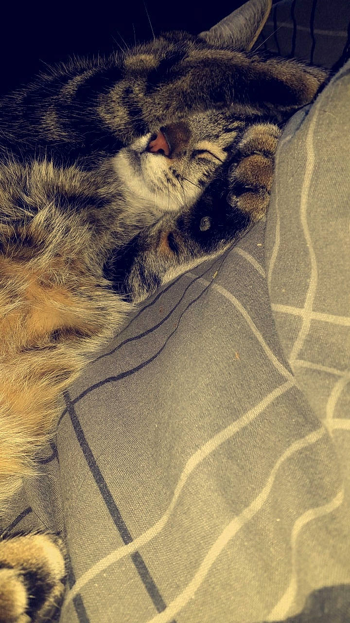 Milla a rejoint le concours — aidez-le/la à gagner de superbes lots ! carnivore, cat, claw, ear, european_shorthair, felidae, fur, kitten, paw, small_to_medium_sized_cats, snout, tabby_cat, tail, whiskers