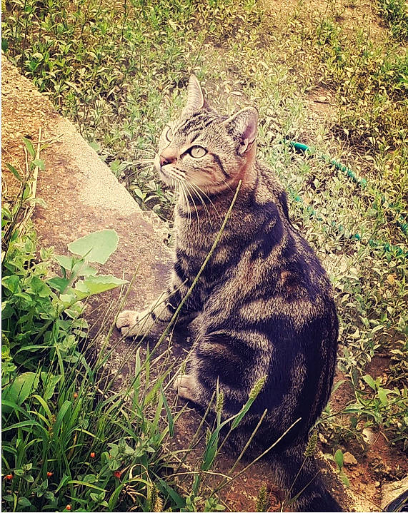 Milla participe au concours pour gagner de l'argent avec cette photo : asian, carnivore, cat, drawing, european_shorthair, felidae, grass, illustration, metal, mountain, photography, plant, small_to_medium_sized_cats, tabby_cat, tail, tree, whiskers, wild_cat, wilderness