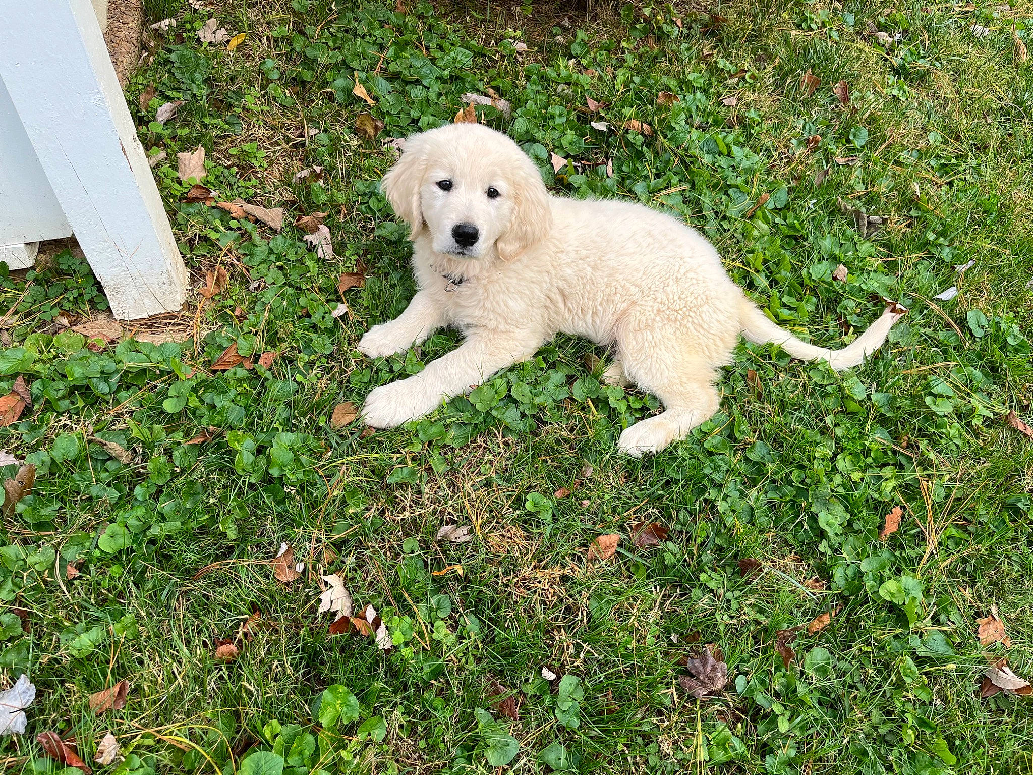 Hank Williams joined the competition — help win amazing prizes! carnivore, companion_dog, dog, dog_breed, golden_retriever, grass, groundcover, lawn, livestock_guardian_dog, plant, polish_tatra_sheepdog, retriever, shrub, tail, terrestrial_animal, working_animal