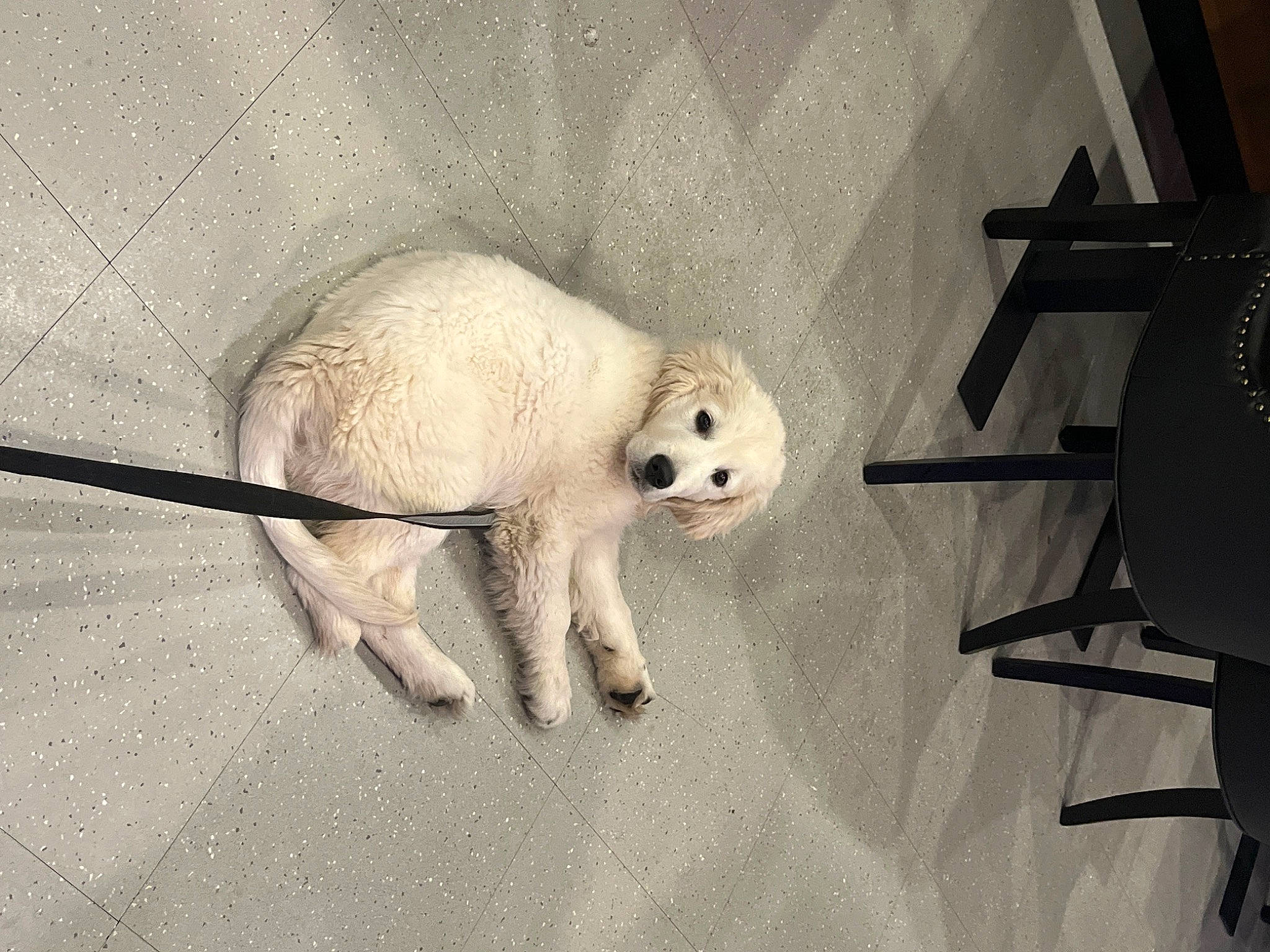 Hank Williams joined the competition — help win amazing prizes! art, bone, canidae, carnivore, dog_breed, fur, machine, metal, monochrome, monochrome_photography, non_sporting_group, panda, skeleton, snout, still_life_photography, tail, terrestrial_animal, toy, visual_arts, working_animal