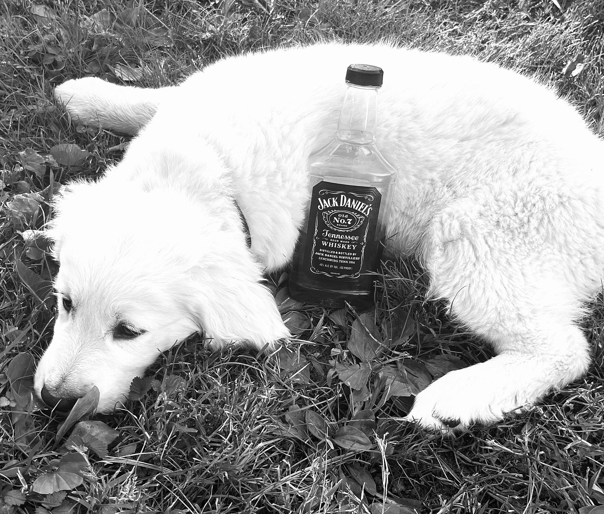 Hank Williams is registered to the contest to win money with this photo: bottle, canidae, carnivore, companion_dog, dog, dog_breed, fur, grass, monochrome, monochrome_photography, paw, plant, snout, soil, sporting_group, tail, terrestrial_animal, watch, white, working_animal