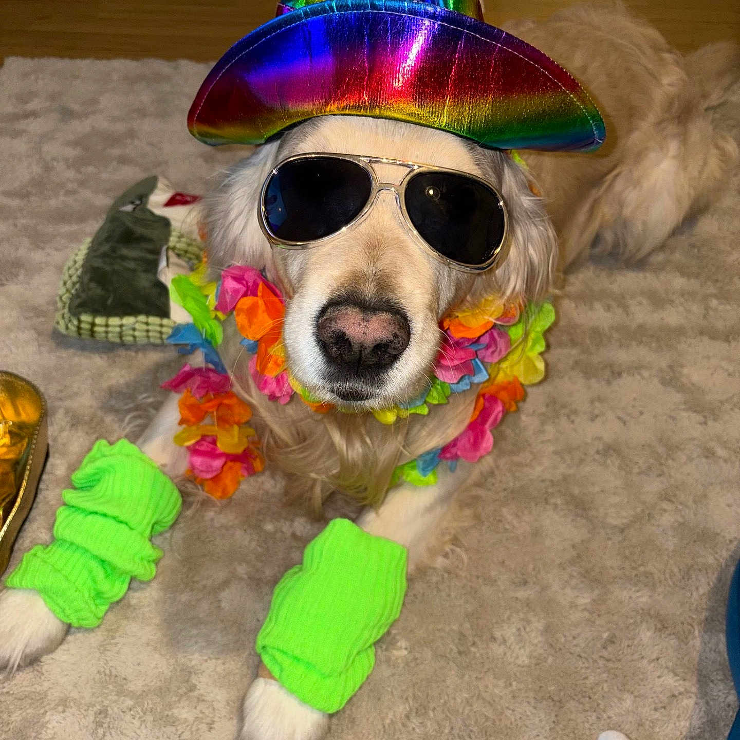 Nougat a rejoint le concours — aidez-le/la à gagner de superbes lots ! accessories, animal, ball, canine, clothing, costume, dog, face, footwear, glasses, hat, head, person, pet, photography, portrait, puppy, shoe, sport, sunglasses