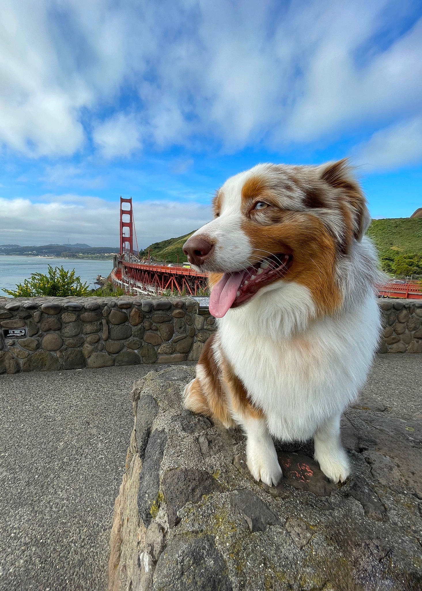 Wasabi is registered to the contest to win money with this photo: canidae, carnivore, cloud, companion_dog, cumulus, dog, dog_breed, fur, herding_dog, landscape, plant, rock, sky, snout, sporting_group, terrestrial_animal, tree, water, whiskers, working_dog