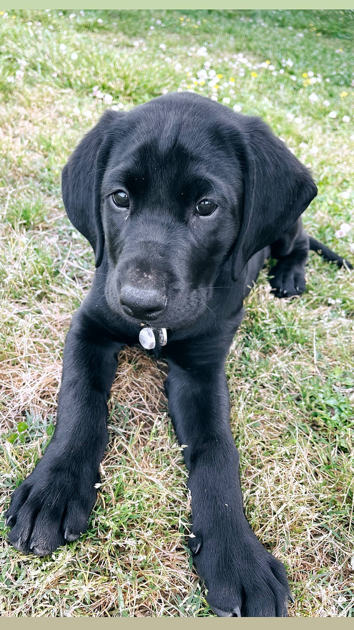 Hoss joined the competition — help win amazing prizes! borador, canidae, carnivore, collar, companion_dog, dog, dog_breed, dog_collar, fawn, fur, grass, gun_dog, hunting_dog, liver, plant, snout, sporting_group, terrestrial_animal, whiskers, working_animal