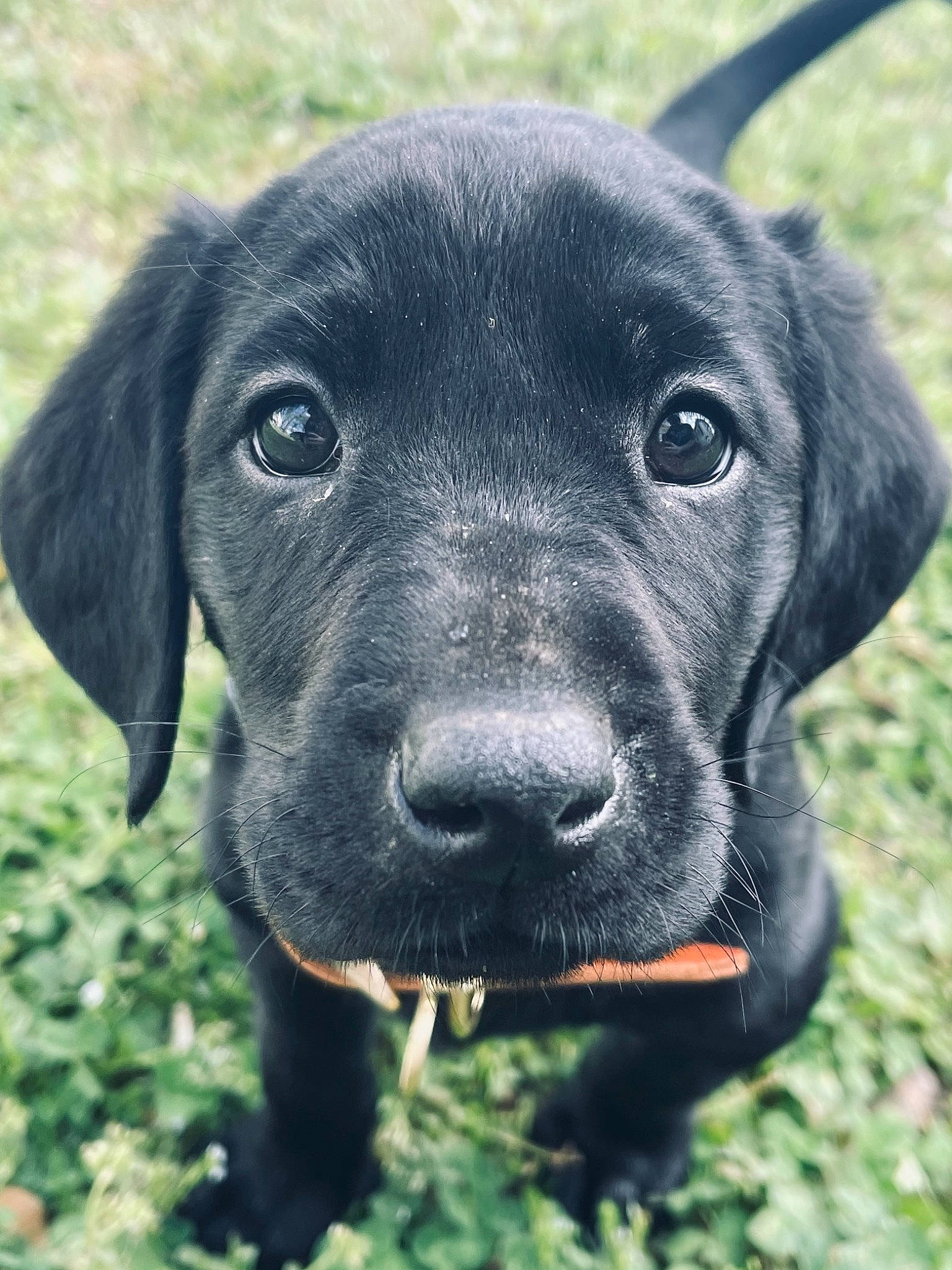 Hoss is registered to the contest to win money with this photo: borador, canidae, carnivore, companion_dog, dog, dog_breed, electric_blue, fur, grass, gun_dog, labrador_retriever, liver, plant, pointing_breed, retriever, snout, sporting_group, terrestrial_animal, whiskers, working_animal