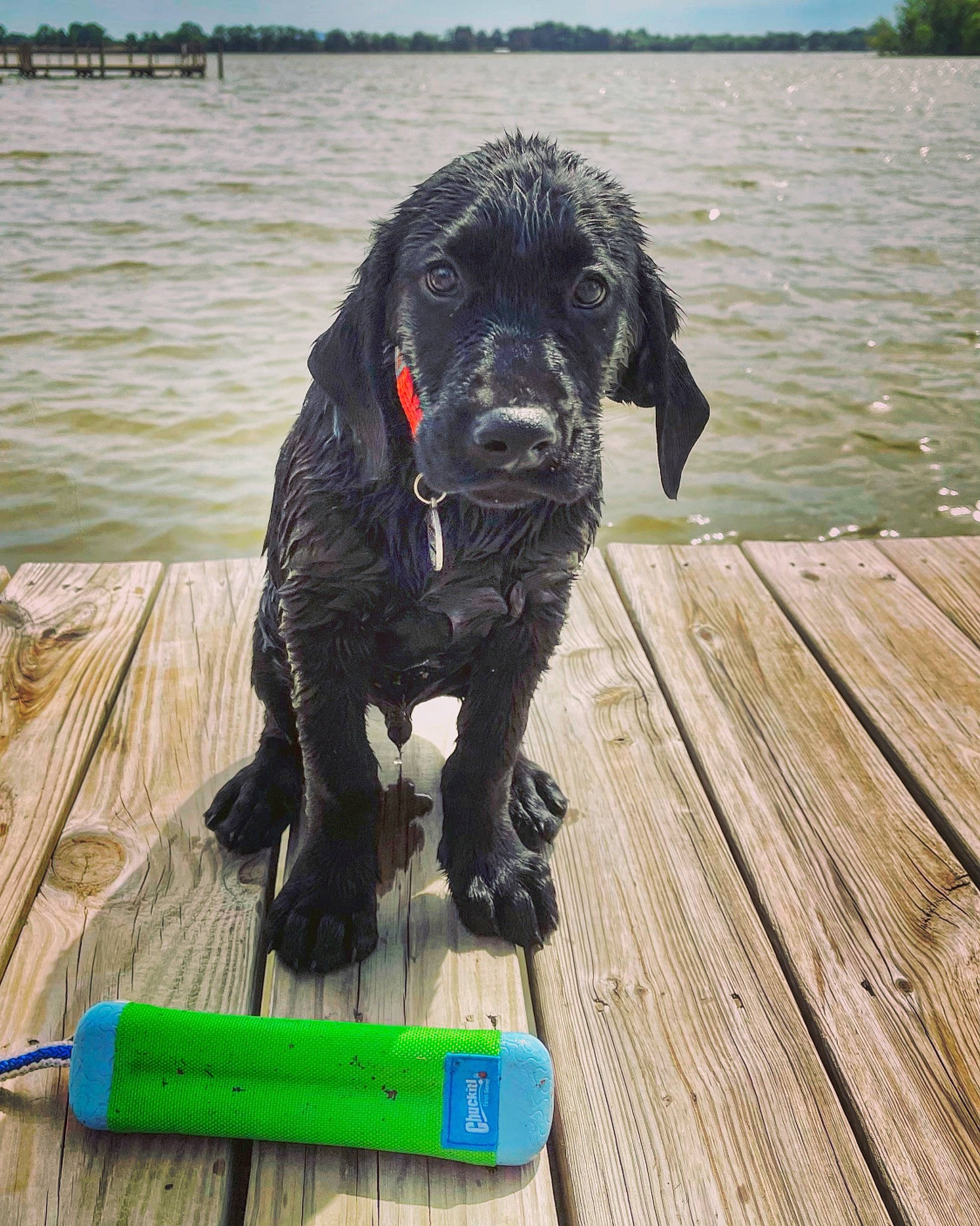 Hoss joined the competition — help win amazing prizes! carnivore, cloud, collar, companion_dog, dog, dog_breed, dog_collar, dog_supply, gun_dog, hardwood, lake, office_supplies, plank, sky, sporting_group, water, wood, wood_stain, working_animal, writing_implement